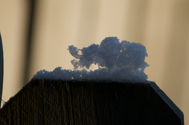 Alaskan Snow Elephant  213.png